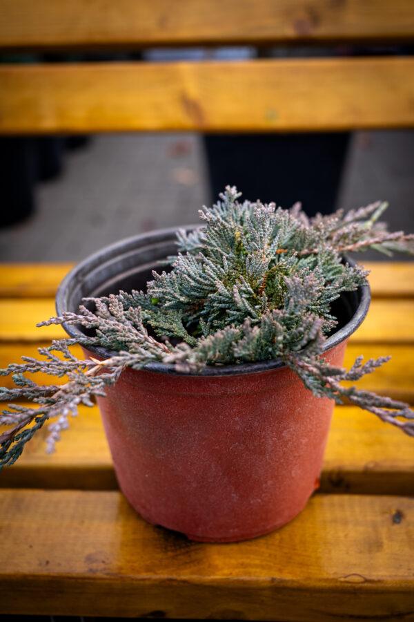 Juniperus horizontalis "Ice blue"