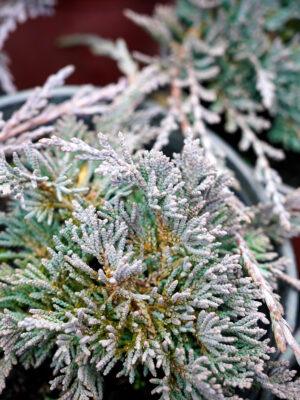 Juniperus horizontalis "Ice blue"