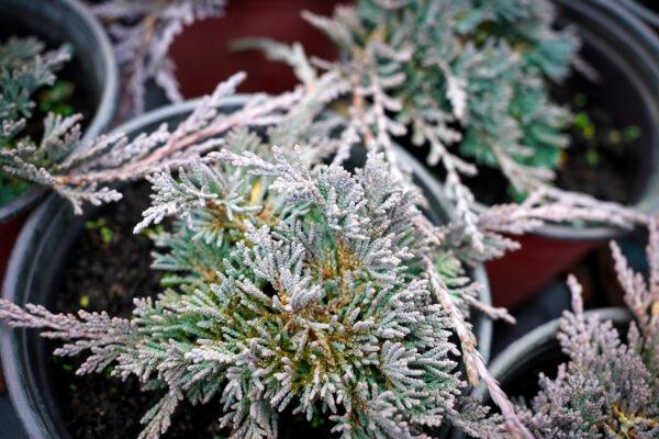 Juniperus horizontalis "Ice blue"