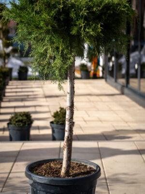 Juniperus media "Old gold"