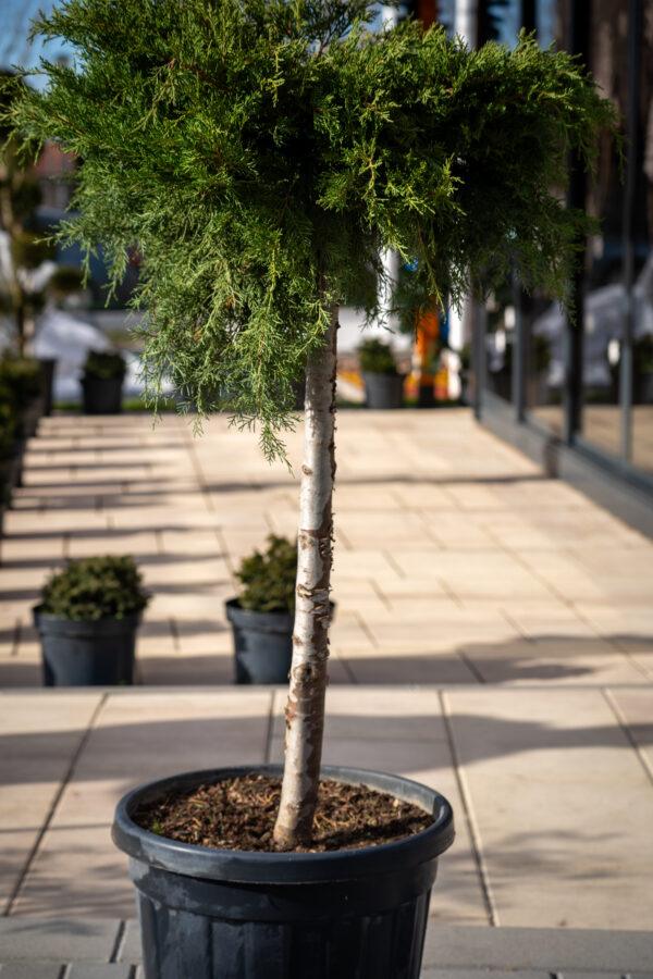 Juniperus media "Old gold"