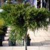 Juniperus media "Old gold" 2