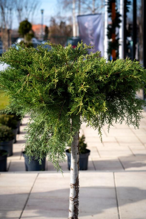 Juniperus media "Old gold" 2