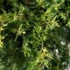 Juniperus media "Old gold" 1