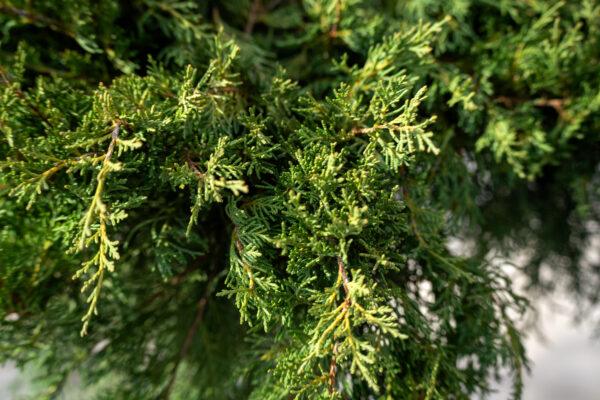 Juniperus media "Old gold" 1
