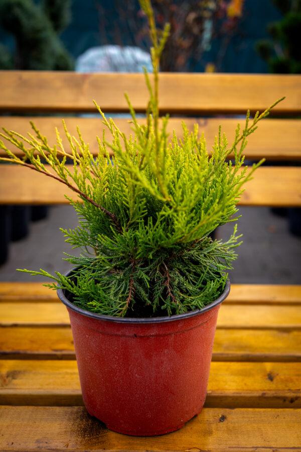 Juniperus pfitzeriana "Old gold"