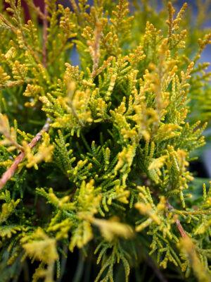 Juniperus pfitzeriana "Old gold" 1
