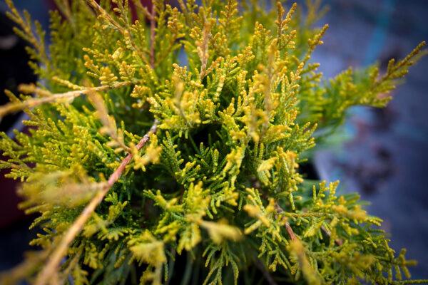 Juniperus pfitzeriana "Old gold" 1
