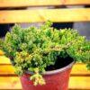 Juniperus procumbens "Nana"