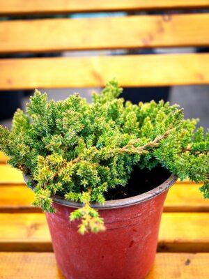 Juniperus procumbens "Nana"