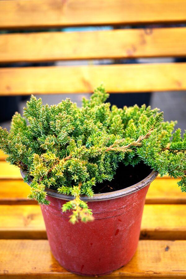 Juniperus procumbens "Nana"