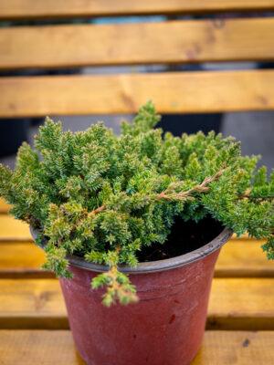 Juniperus procumbens "Nana"