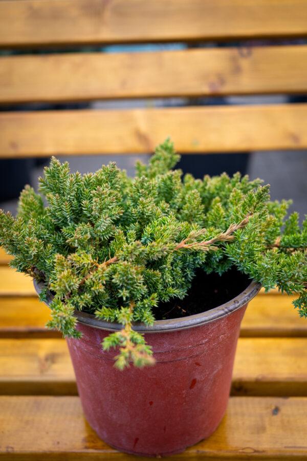 Juniperus procumbens "Nana"