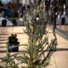 Juniperus scopulorum "Moonglow"