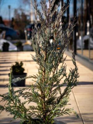 Juniperus scopulorum "Moonglow"