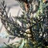 Juniperus scopulorum "Moonglow" 3