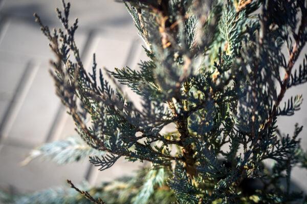 Juniperus scopulorum "Moonglow" 3