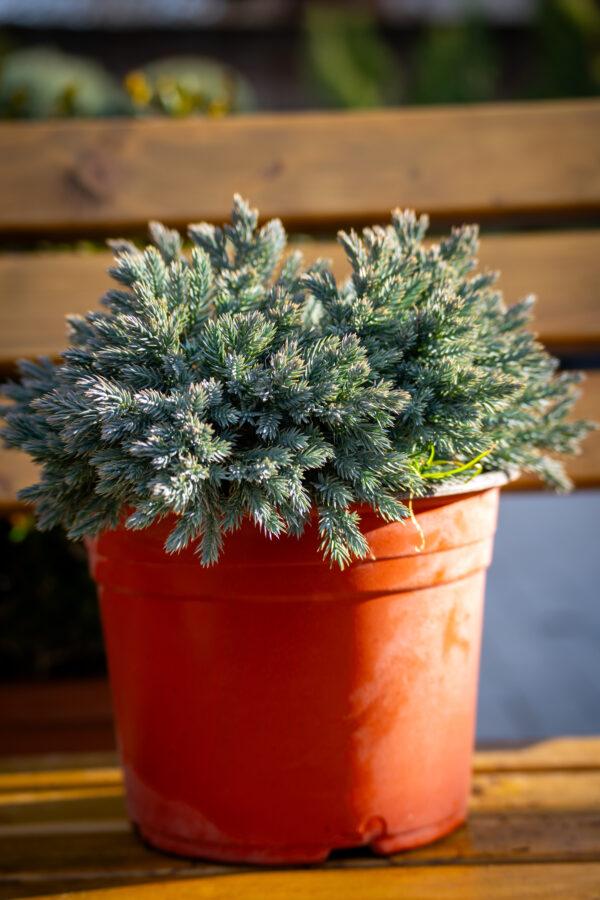 Juniperus squamata "Blue star"