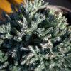 Juniperus squamata "Blue star" 1