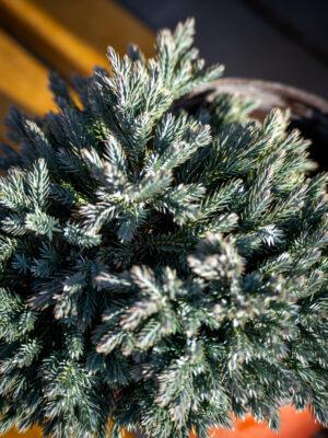 Juniperus squamata "Blue star" 1