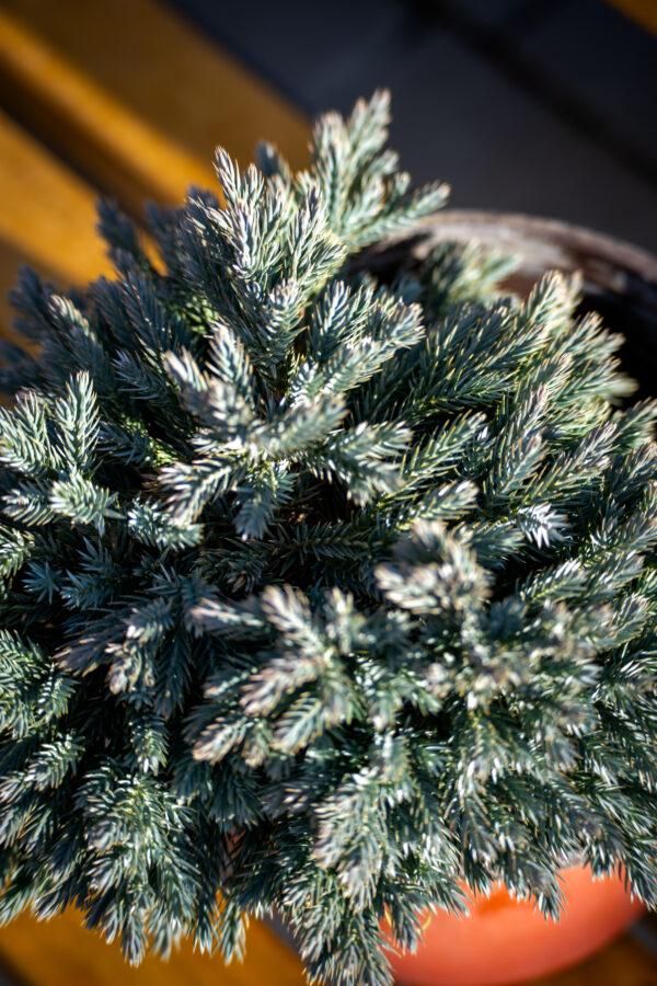 Juniperus squamata "Blue star" 1