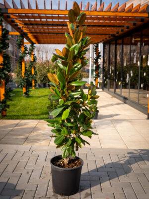 Magnolia grandiflora compacta