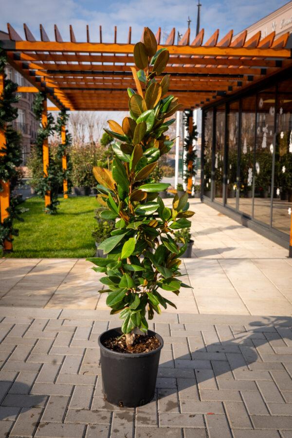 Magnolia grandiflora compacta