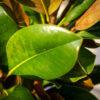 Magnolia grandiflora compatt 1