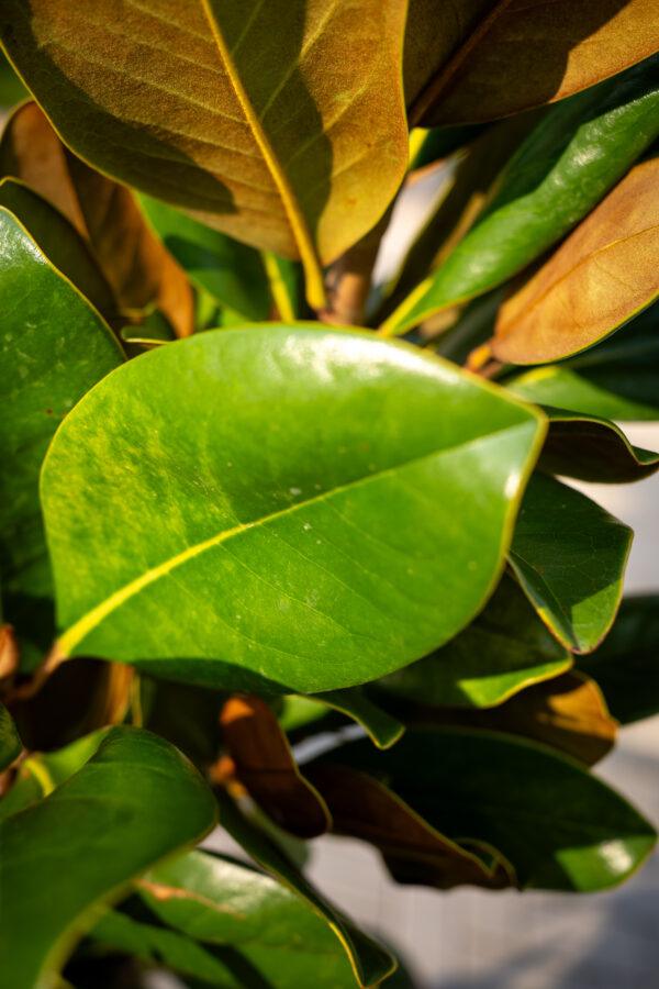 Magnolia grandiflora compatt 1