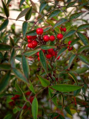 Nandina domestica 3