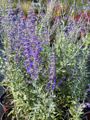 Perovskia atriplicifolia