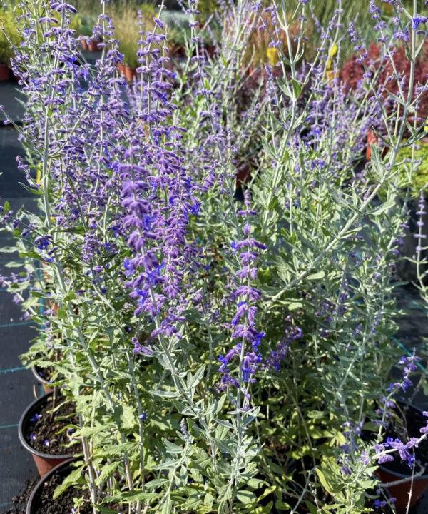 Perovskia atriplicifolia