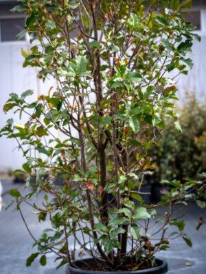 Photinia fraseri "Magical Volcano"