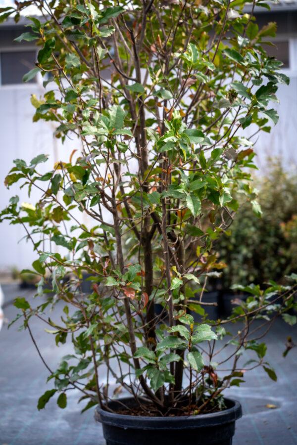 Photinia fraseri "Magical Volcano"