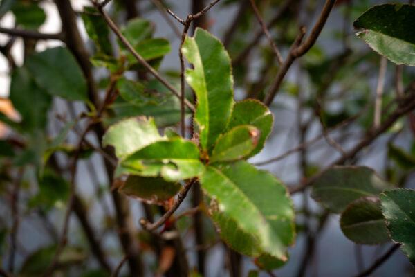 Photinia fraseri "Magical Volcano" 2