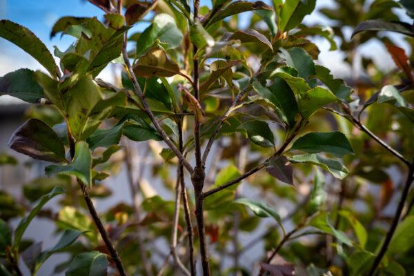 Photinia fraseri "Magical Volcano" 1