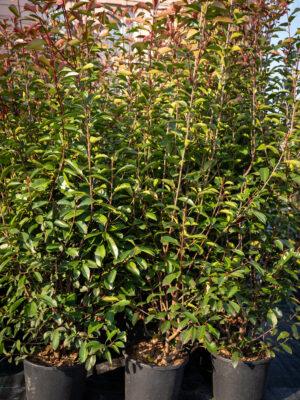 Photinia fraseri Red Robin 2
