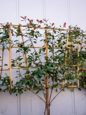 Photinia fraseri red robin multi fusto