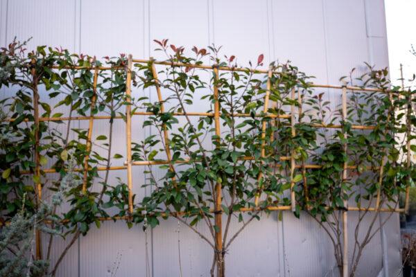 Photinia fraseri red robin multi fusto
