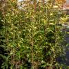Photinia fraseri Red Robin