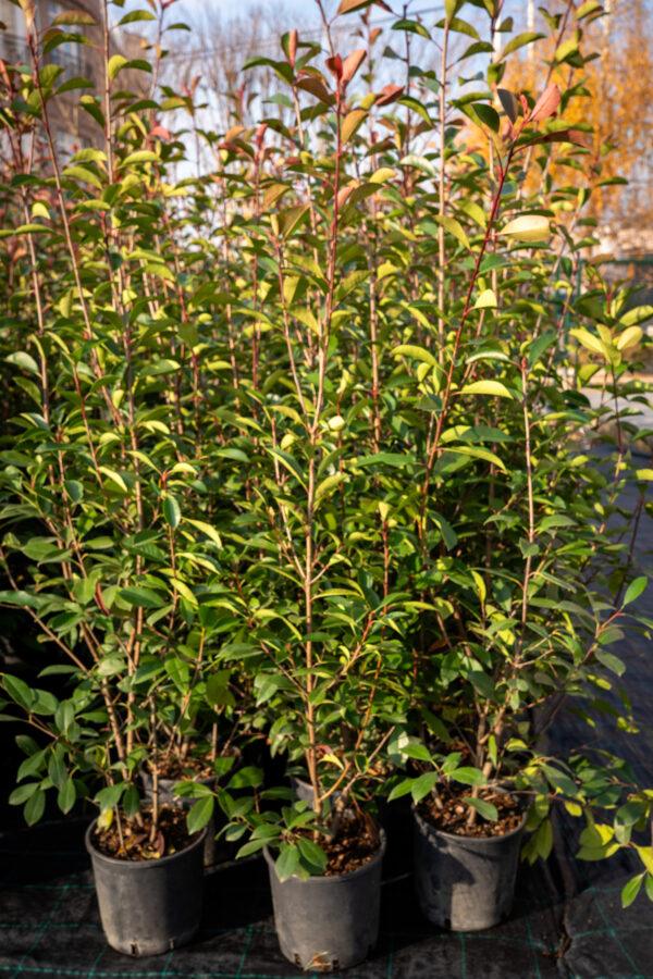 Photinia fraseri Red Robin