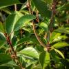 Photinia fraseri Red Robin 4