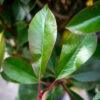 Photinia fraseri red robin 1/2 FUSTO 4
