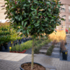 Photinia fraseri red robin 1/2 FUSTO