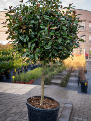 Photinia fraseri red robin 1/2 FUSTO