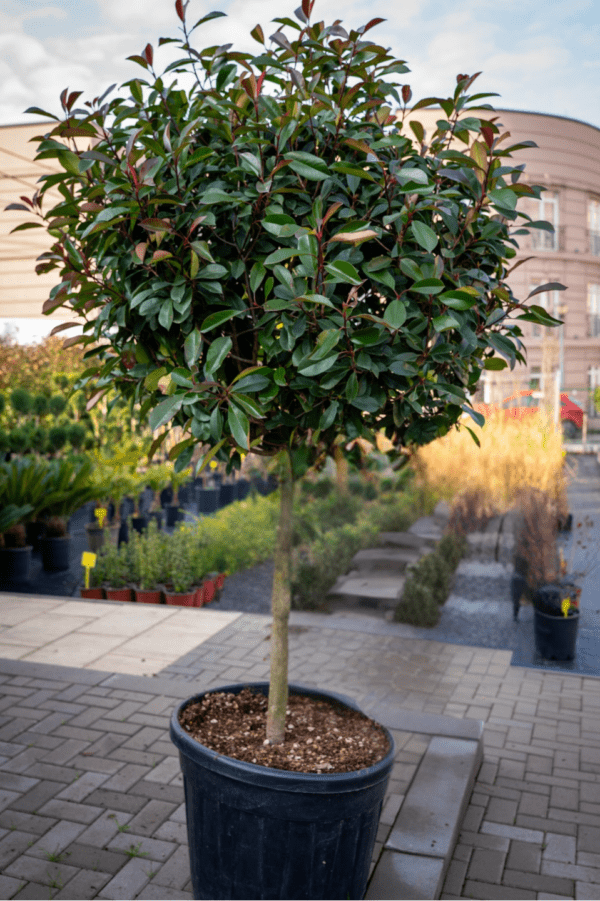 Photinia fraseri red robin 1/2 FUSTO