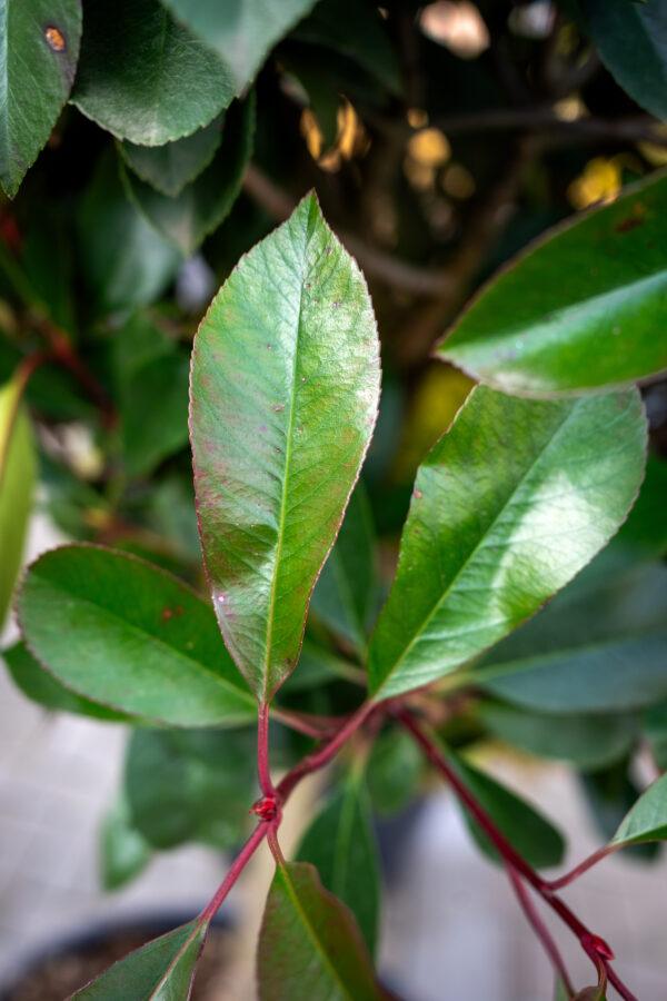 Photinia fraseri red robin 1/2 FUSTO 4