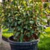 Photinia fraseri red robin PALLA