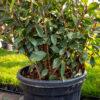Photinia fraseri red robin PALLA 1