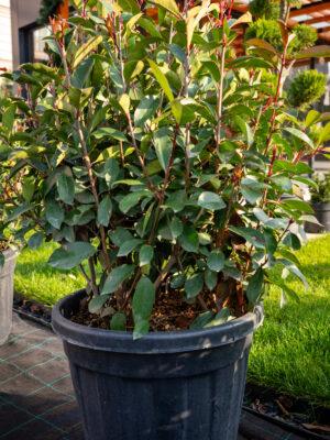 Photinia fraseri red robin PALLA